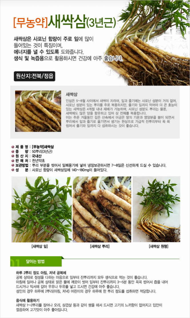 꾸미기_[무농약]사포닌 성분이 6년근 인삼보다 14배~18배나 더 들어있데요 새싹삼 50뿌리1.jpg